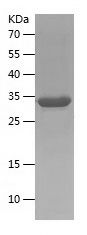 Recombinant Human ITGB4