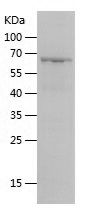 Recombinant Human TFB2M