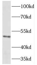 HOXC10 antibody