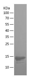 Recombinant Human ITGB7