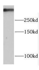 PRKDC antibody