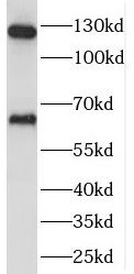 SEC24A antibody