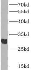 APOF antibody