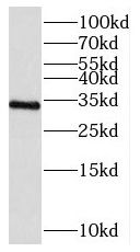 CFAP298 antibody