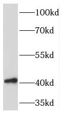 PDGFRL antibody