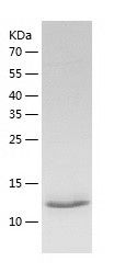 Recombinant Human Galectin 1
