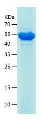 Recombinant Human ACSS2