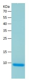 Recombinant Human ATOX1