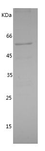 Recombinant Human IRAK2