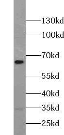 UROC1 antibody