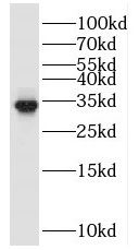 POLR2C antibody