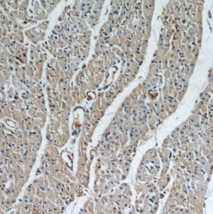 LRRC8C antibody
