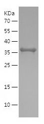 Recombinant Human ATP5F1D