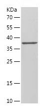 Recombinant Human TCF12