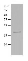 Recombinant Human PRDX3