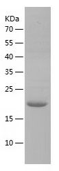 Recombinant Human PFDN2