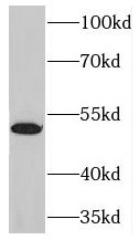 NFKBIE antibody