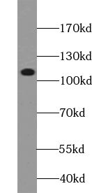 VPS54 antibody