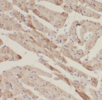 KAZALD1 antibody