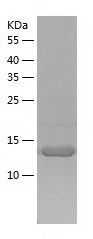 Recombinant Human BAZ1A