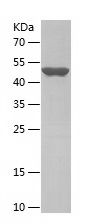 Recombinant Human NOX1
