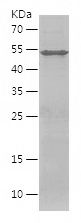 Recombinant Human COQ5