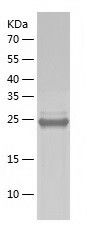 Recombinant Human GINS4