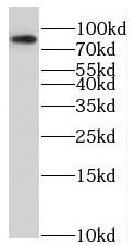 SOX13 antibody