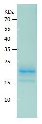 Recombinant Mouse IFNA1