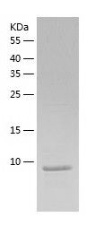 Recombinant Human WBP2