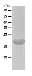 Recombinant Human TAGLN3