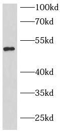 mCherry antibody