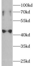 IDO1 antibody