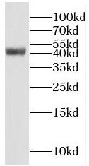 RAB3IL1 antibody