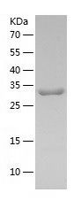 Recombinant Human LCMT1