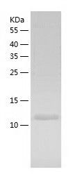 Recombinant Rat Pfn1