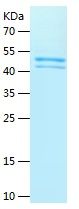 Recombinant Human STS