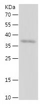 Recombinant Human BIRC7