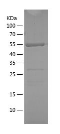 Recombinant Human TRAF2