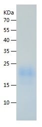 Recombinant Human FSH alpha