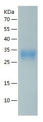 Recombinant Human CD300a