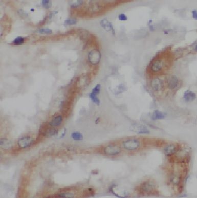 CYREN antibody
