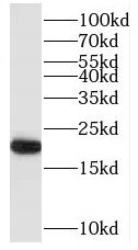 RAP2B antibody