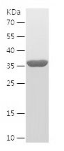 Recombinant Human GSPT1