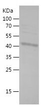 Recombinant Human ZMYND10