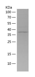 Recombinant Human ARL13B