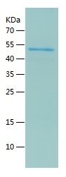 Recombinant Human EXOC6