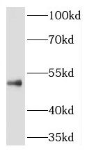 RILPL1 antibody
