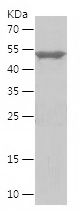 Recombinant Human CSPP1