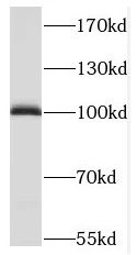 MAP7 antibody